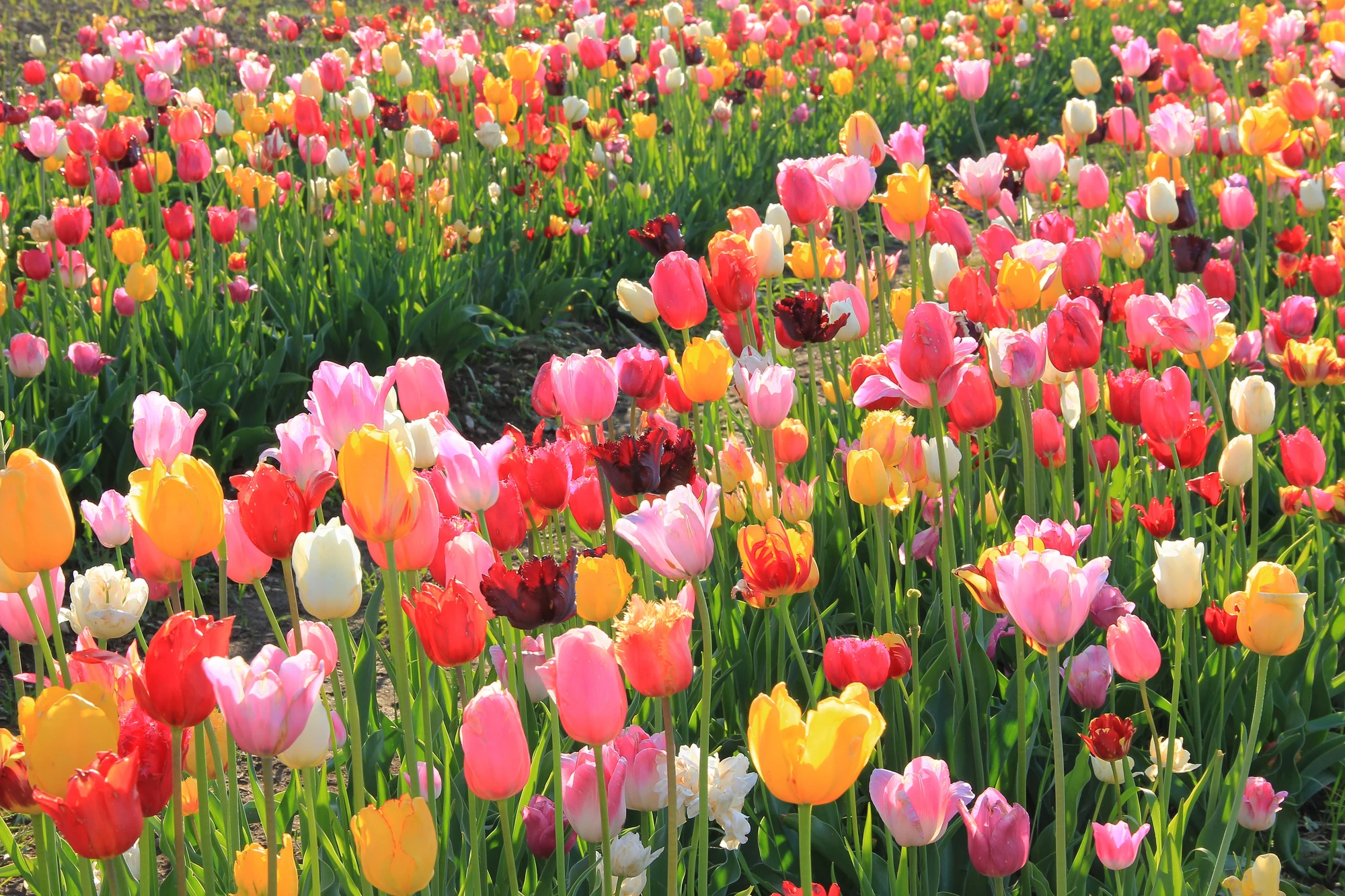 Keukenhof & Bloemen Velden — Ontdek de wereldberoemde Keukenhof tuinen en de kleurrijke bollenvelden in de omgeving van Lisse met privé chauffeur.